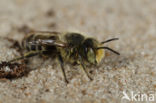 Zilveren fluitje (Megachile leachella)