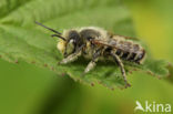 Zilveren fluitje (Megachile leachella)