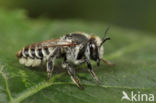 Zilveren fluitje (Megachile leachella)