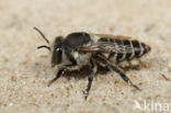 Zilveren fluitje (Megachile leachella)