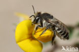 Zilveren fluitje (Megachile leachella)