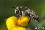 Zilveren fluitje (Megachile leachella)