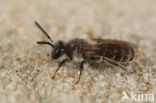 Zilveren zandbij (Andrena argentata)