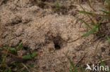 Zilveren zandbij (Andrena argentata)