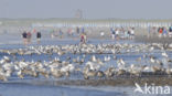 Zilvermeeuw (Larus argentatus)