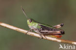 Stripe-winged Grasshopper (Stenobothrus lineatus)