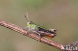 Stripe-winged Grasshopper (Stenobothrus lineatus)