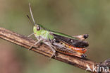 Stripe-winged Grasshopper (Stenobothrus lineatus)