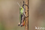 Stripe-winged Grasshopper (Stenobothrus lineatus)