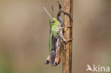 Stripe-winged Grasshopper (Stenobothrus lineatus)