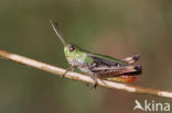 Stripe-winged Grasshopper (Stenobothrus lineatus)