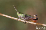 Zoemertje (Stenobothrus lineatus)