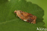 Red-barred Tortrix (Ditula angustiorana)