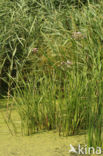Flowering-rush (Butomus umbellatus)