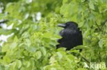 Zwarte Kraai (Corvus corone)