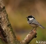 Zwarte Mees (Parus ater)