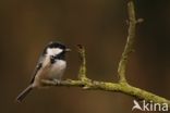 Coal Tit (Parus ater)