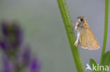 european skipper (Thymelicus lineola)