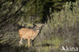 Mule deer (Odocoileus hemionus)