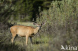 Mule deer (Odocoileus hemionus)