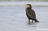 Little pied cormorant (Phalacrocorax carbo)