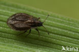 Acalypta parvula