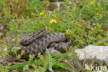 Common Viper (Vipera berus)