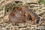 Common Viper (Vipera berus)