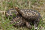 Common Viper (Vipera berus)