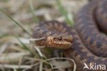 Common Viper (Vipera berus)