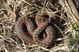 Common Viper (Vipera berus)