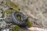 Common Viper (Vipera berus)