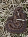 Adder (Vipera berus)