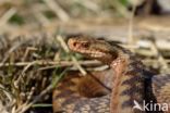 Common Viper (Vipera berus)