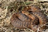 Adder (Vipera berus)