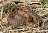 Common Viper (Vipera berus)