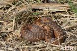 Common Viper (Vipera berus)