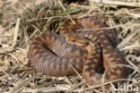 Common Viper (Vipera berus)