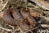 Common Viper (Vipera berus)