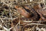 Common Viper (Vipera berus)