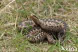 Common Viper (Vipera berus)