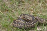 Common Viper (Vipera berus)