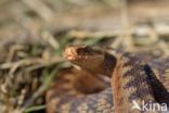 Common Viper (Vipera berus)