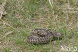 Common Viper (Vipera berus)