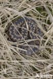 Common Viper (Vipera berus)