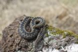 Adder (Vipera berus)