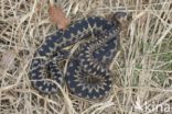 Common Viper (Vipera berus)