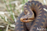 Common Viper (Vipera berus)