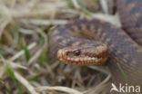 Adder (Vipera berus)