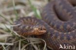 Common Viper (Vipera berus)